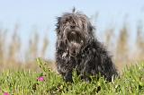 PETIT CHIEN LION 028